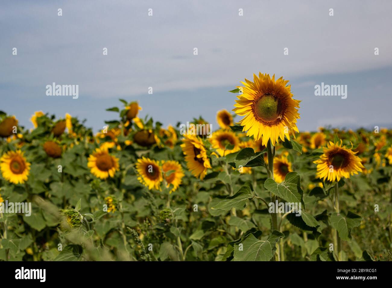 A field of glowing yellow sunflowers all looking towards the sun in