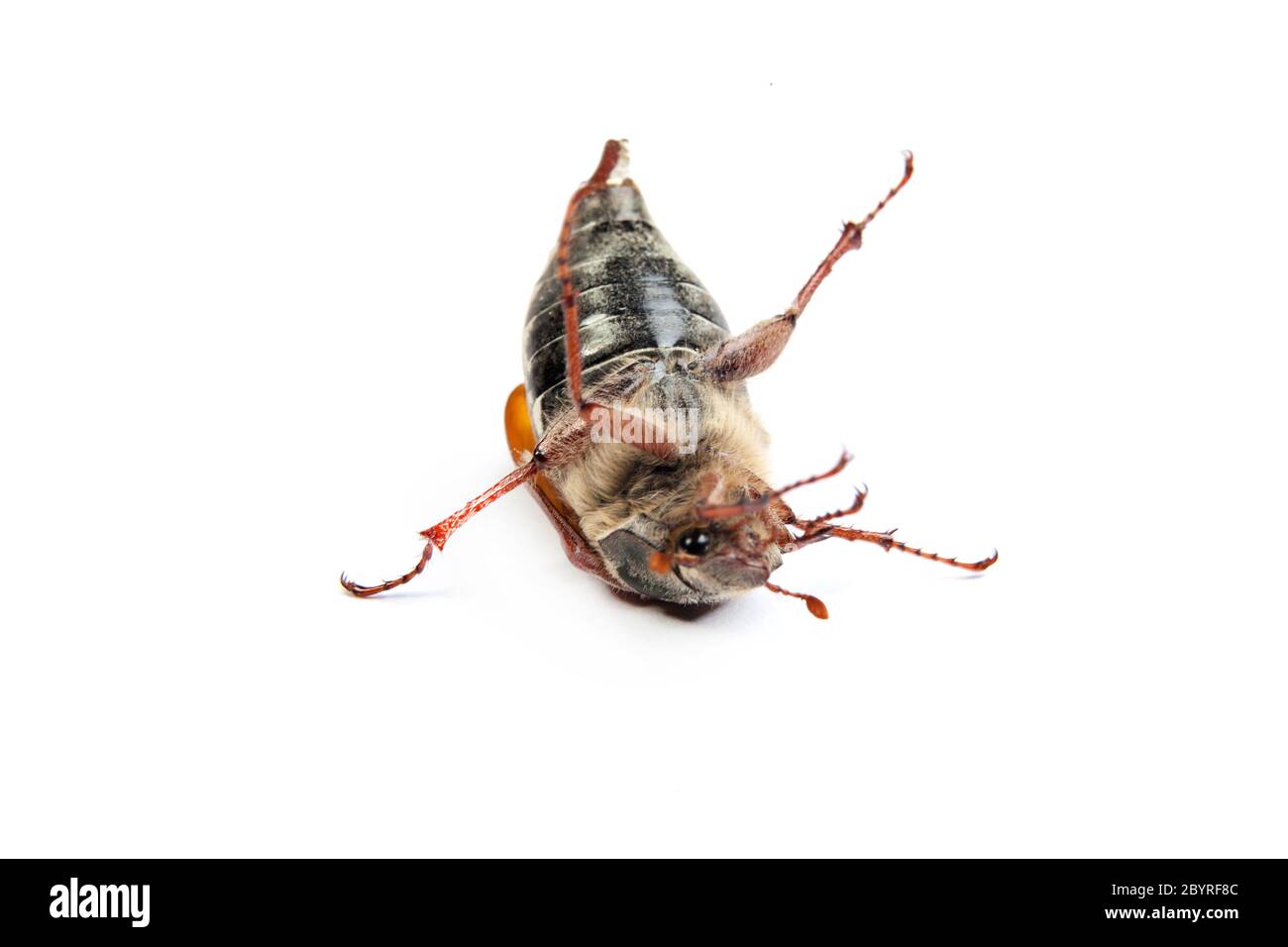May bug macro isolated on white Stock Photo - Alamy