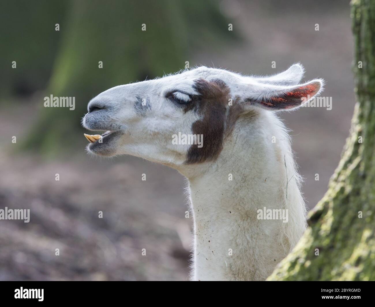 Lama with dark nature background Stock Photo