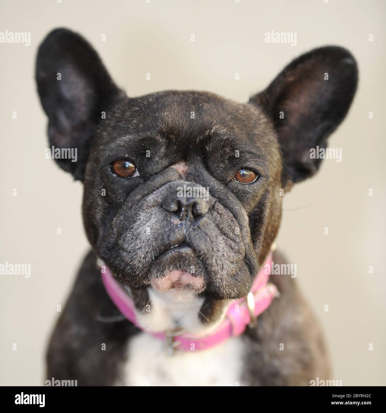 French Bulldog Stock Photo