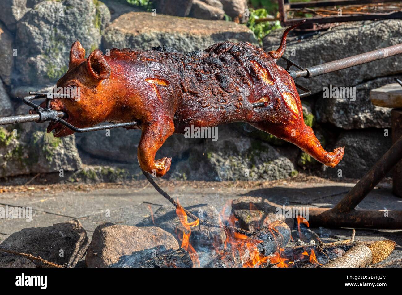 Suckling pig roasted on a spit. Piglet on the spit, open fire grill in outdoor Stock Photo