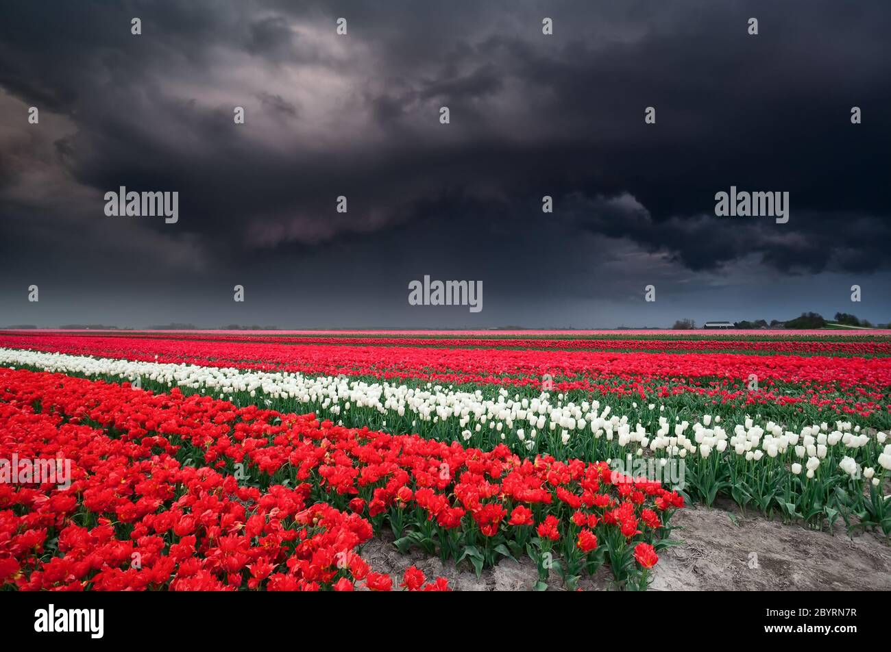dark stormy sky over tulip field Stock Photo - Alamy