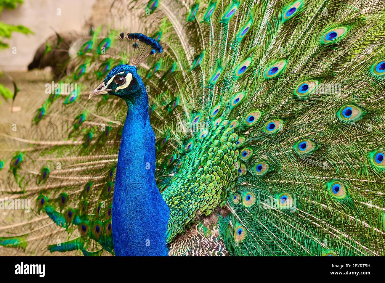 Peacock with a beautiful colorful tail and crest on the head in the park. Amazing bird Stock Peacock with a beautiful colorful tail and crest on the head in the park. Amazing bird Stock