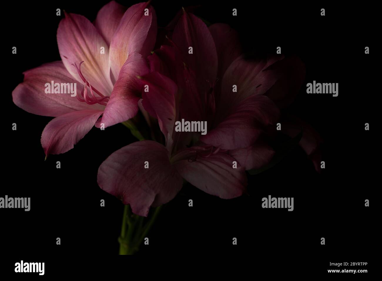 Pink Peruvian Lily, or Lily of the Incas, flower on a black background and shadow areas Stock Photo