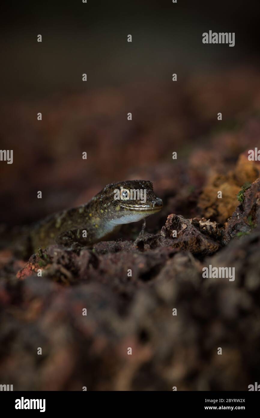 Day Gecko or Dwarf Gecko, Cnemaspis species, Satara, Maharashtra, India Stock Photo