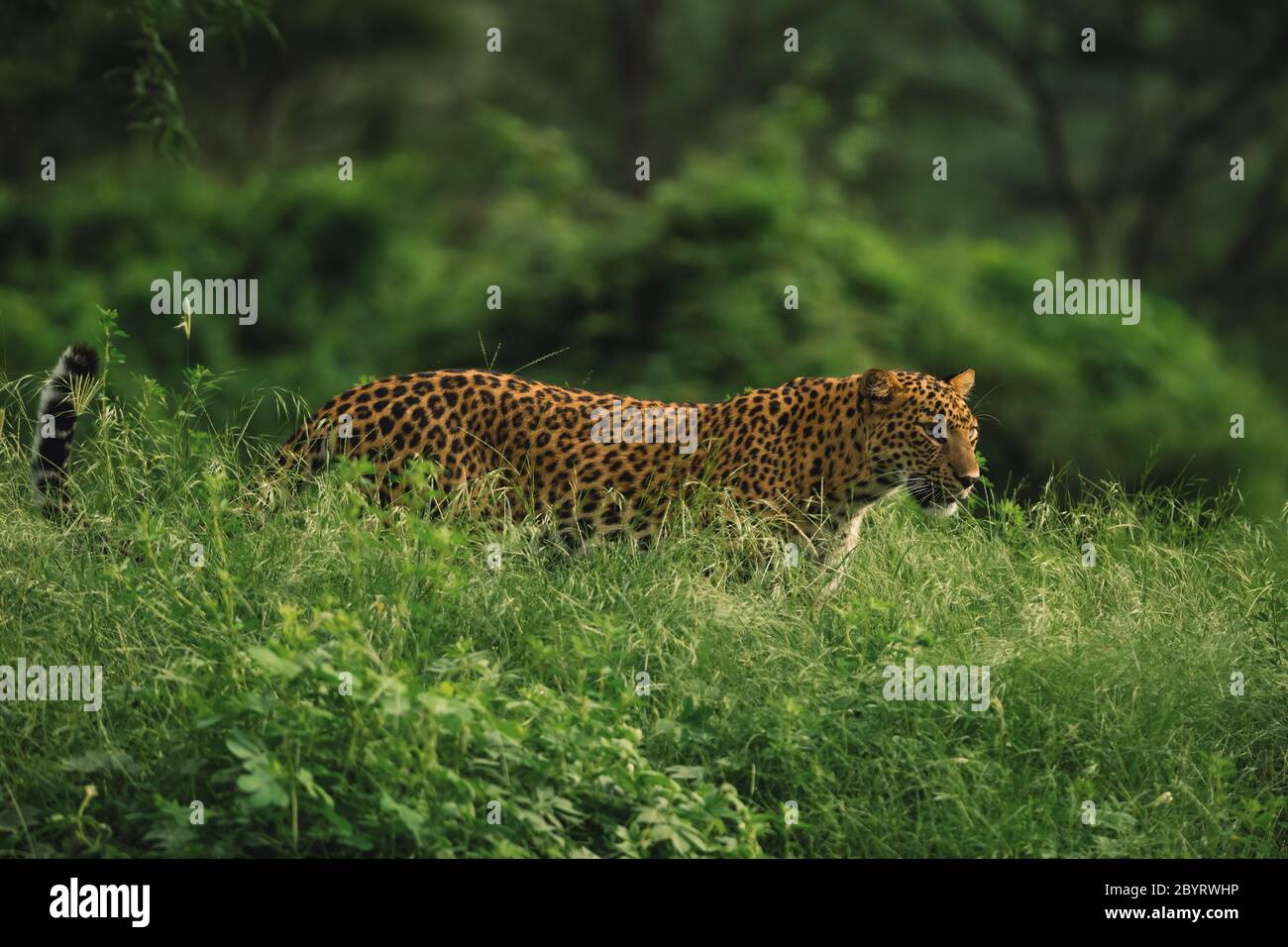 Indian leopard in grass, Panthera pardus fusca, Jhalana, Rajasthan, India  Stock Photo - Alamy