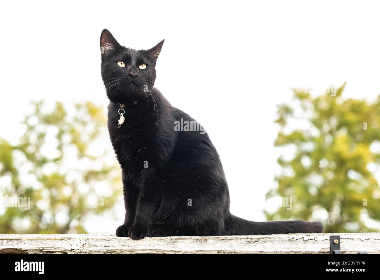 Domestic black cat with magnetic yellow eyes sitting on a garden fence Stock Photo