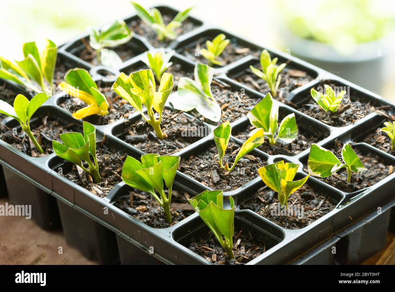 An assortment of Hebe cuttings in a plastic tray Stock Photo
