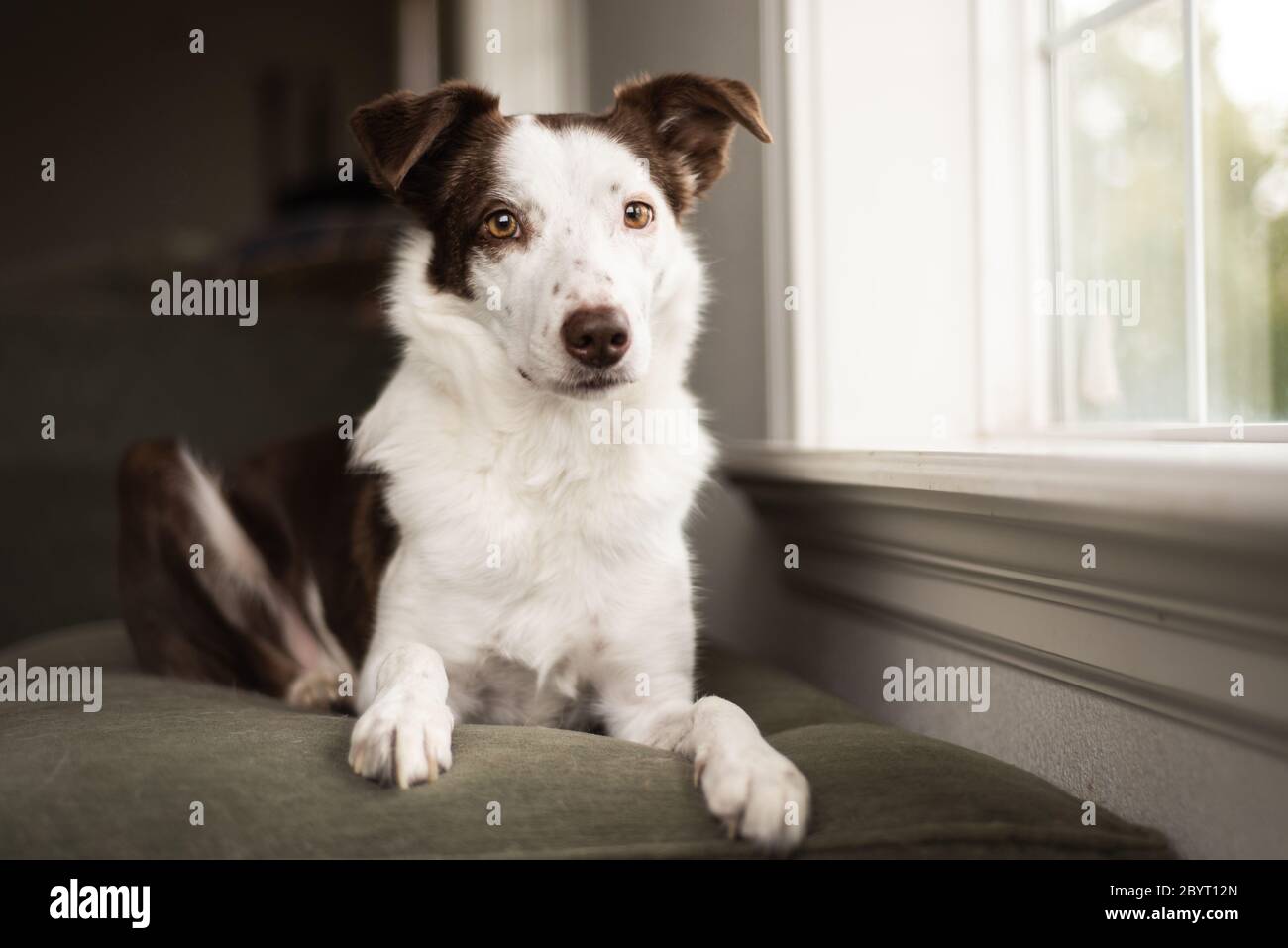 Portrait of border collie dog sitting on couch by the window Stock Photo