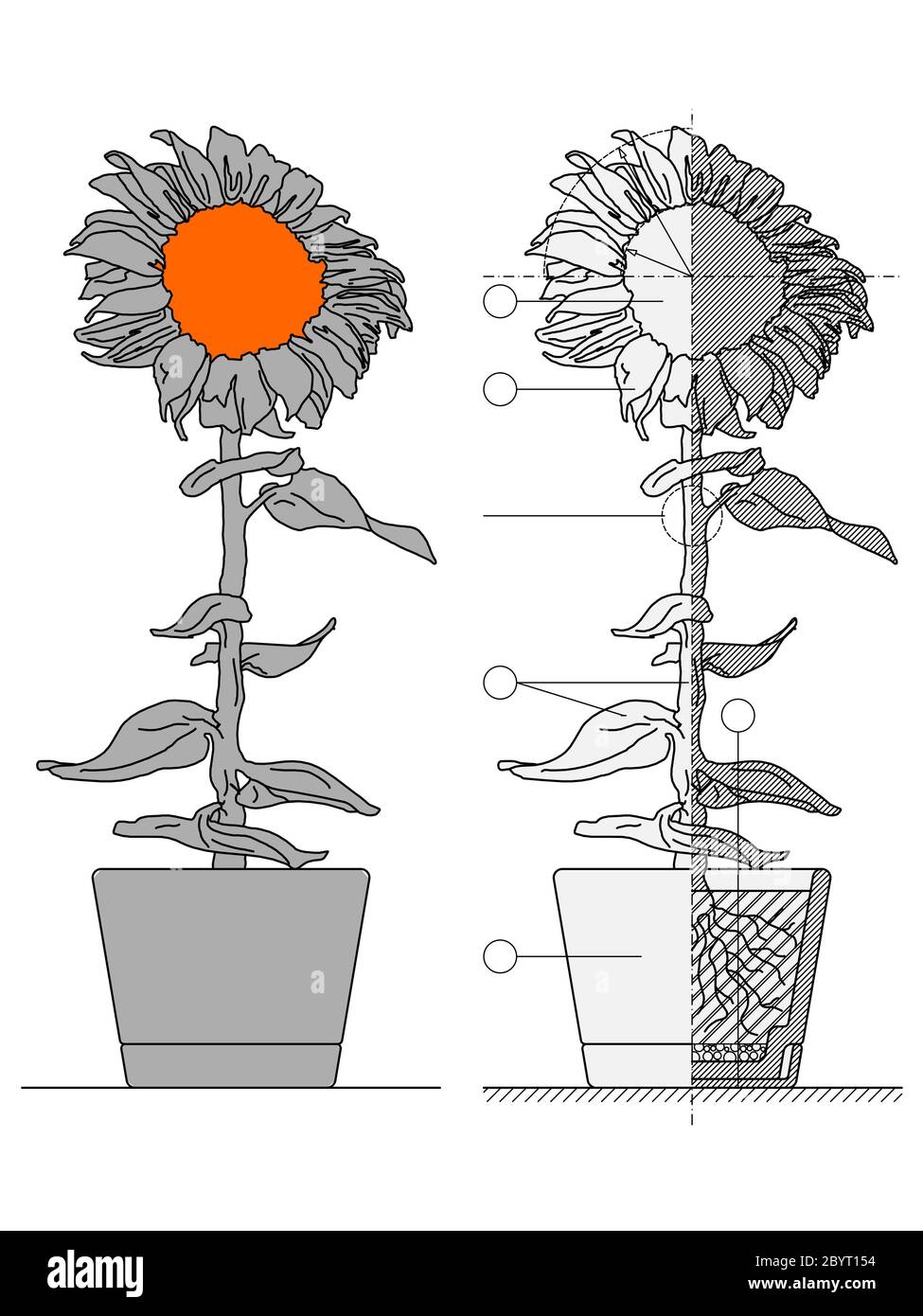 illustration of technical drawing of sunflower in pot with leaves and