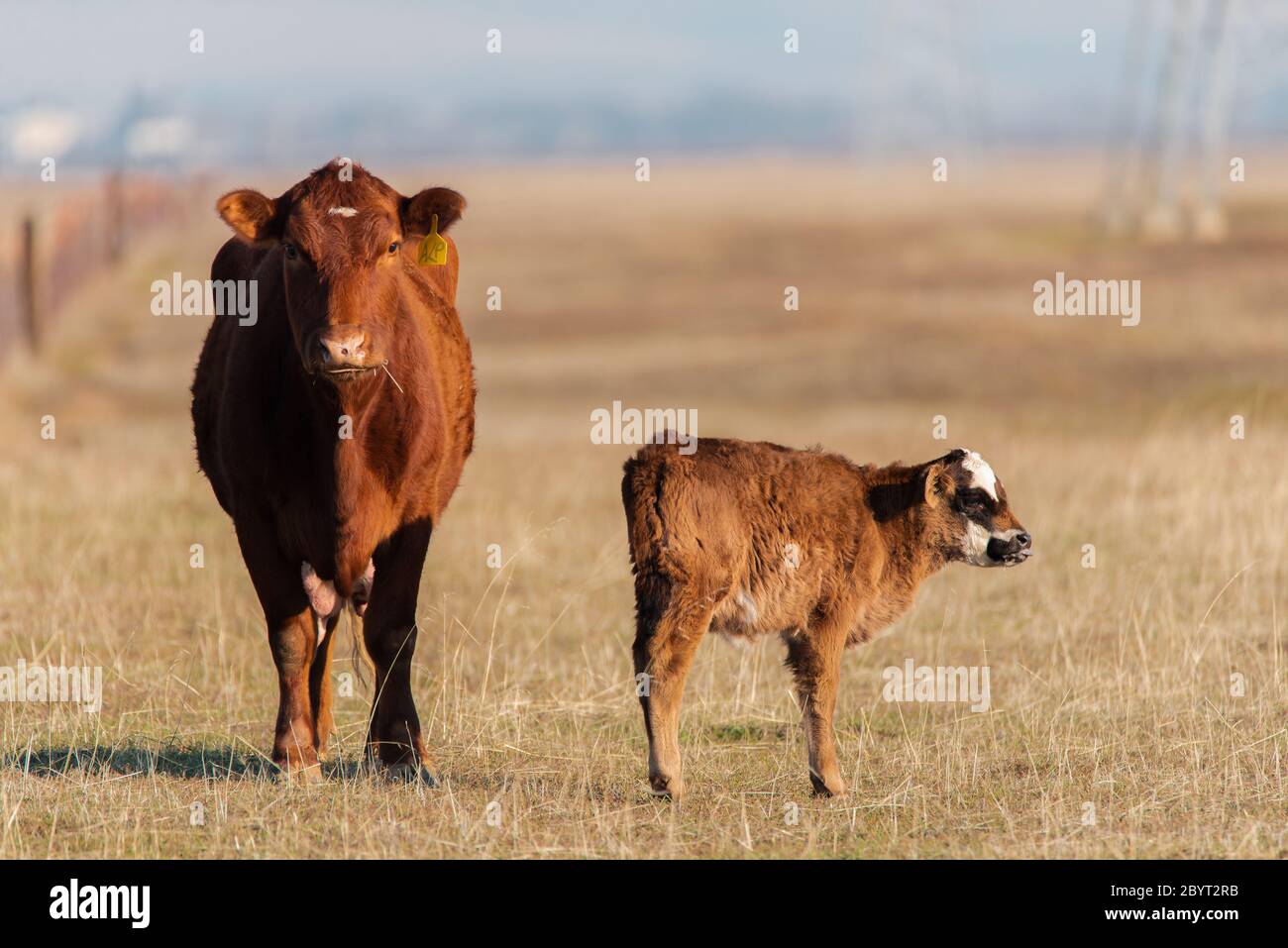 Red cow and calf in northern california free range cattle farm pasture Stock Photo
