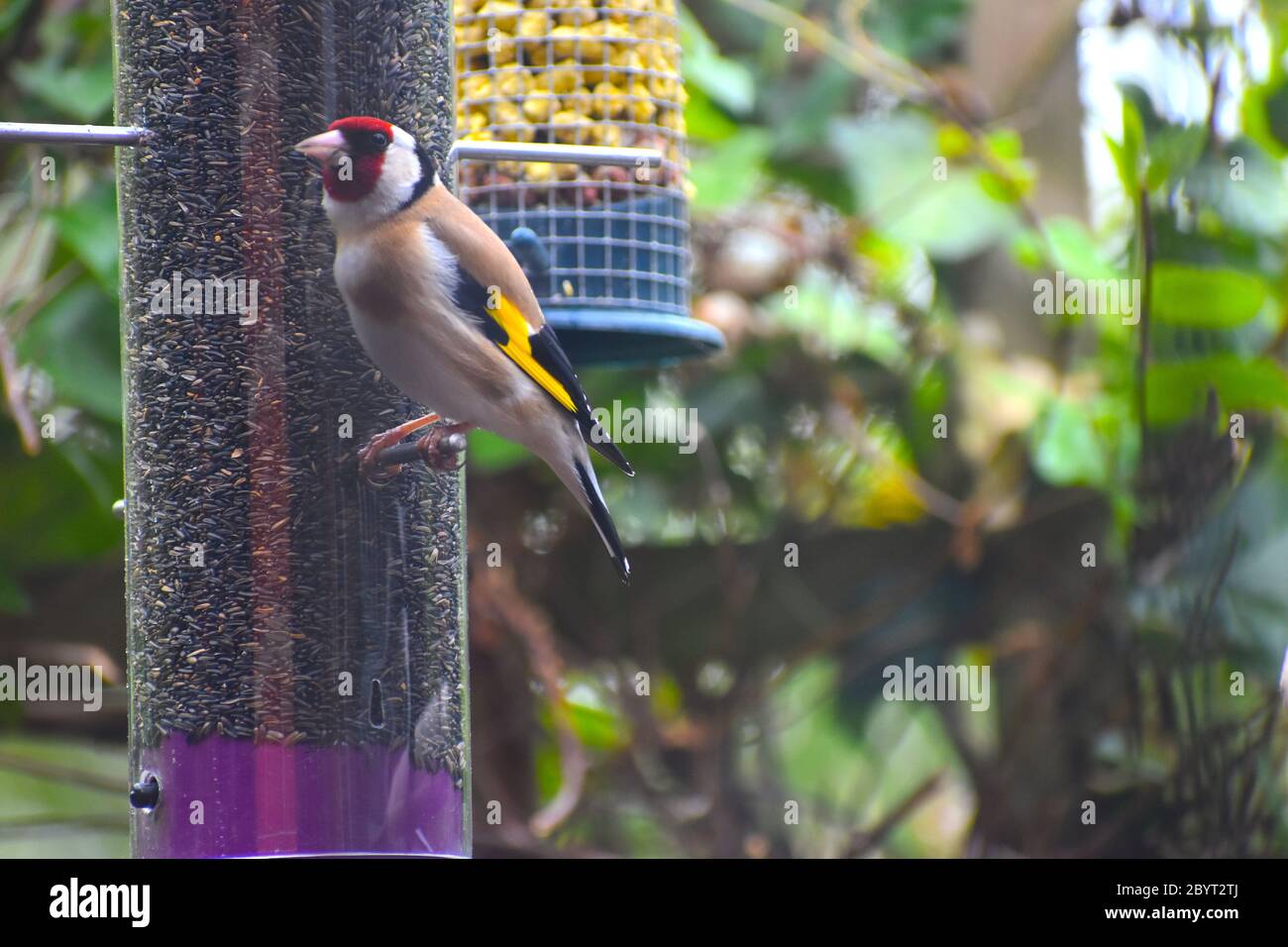 Goldfinch Red face black and white head dark and yellow wings Teasel lavender dandelion attract