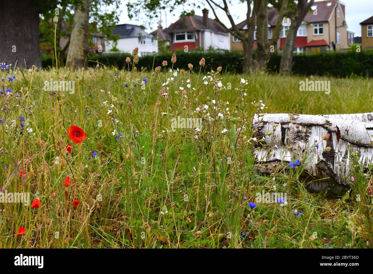 Easy to grow native to the UK wildflowers Vivid red black centre