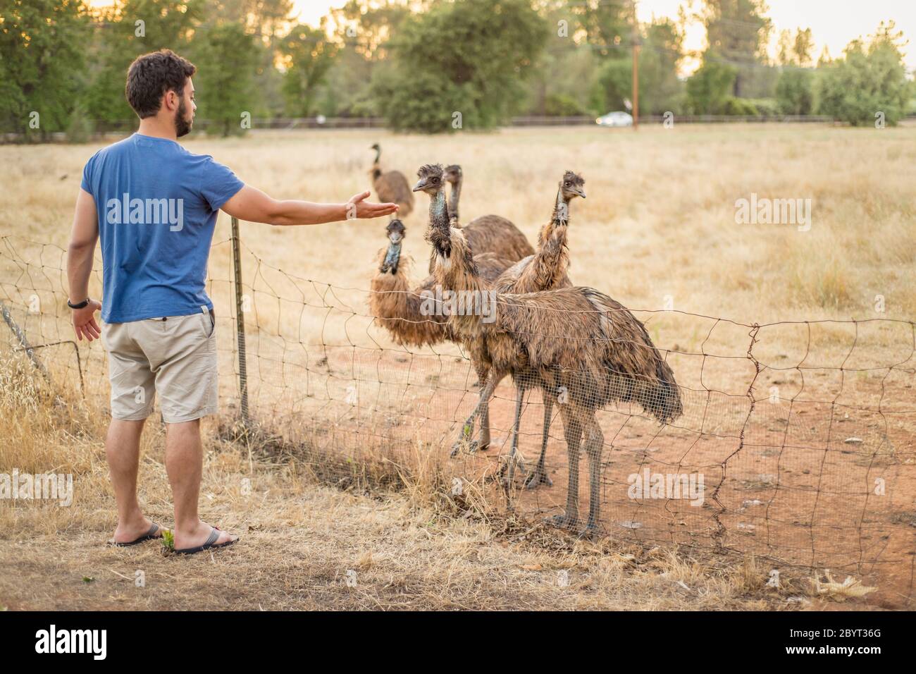 Young man feeding curious emus in the fenced paddock of a bird farm Stock Photo