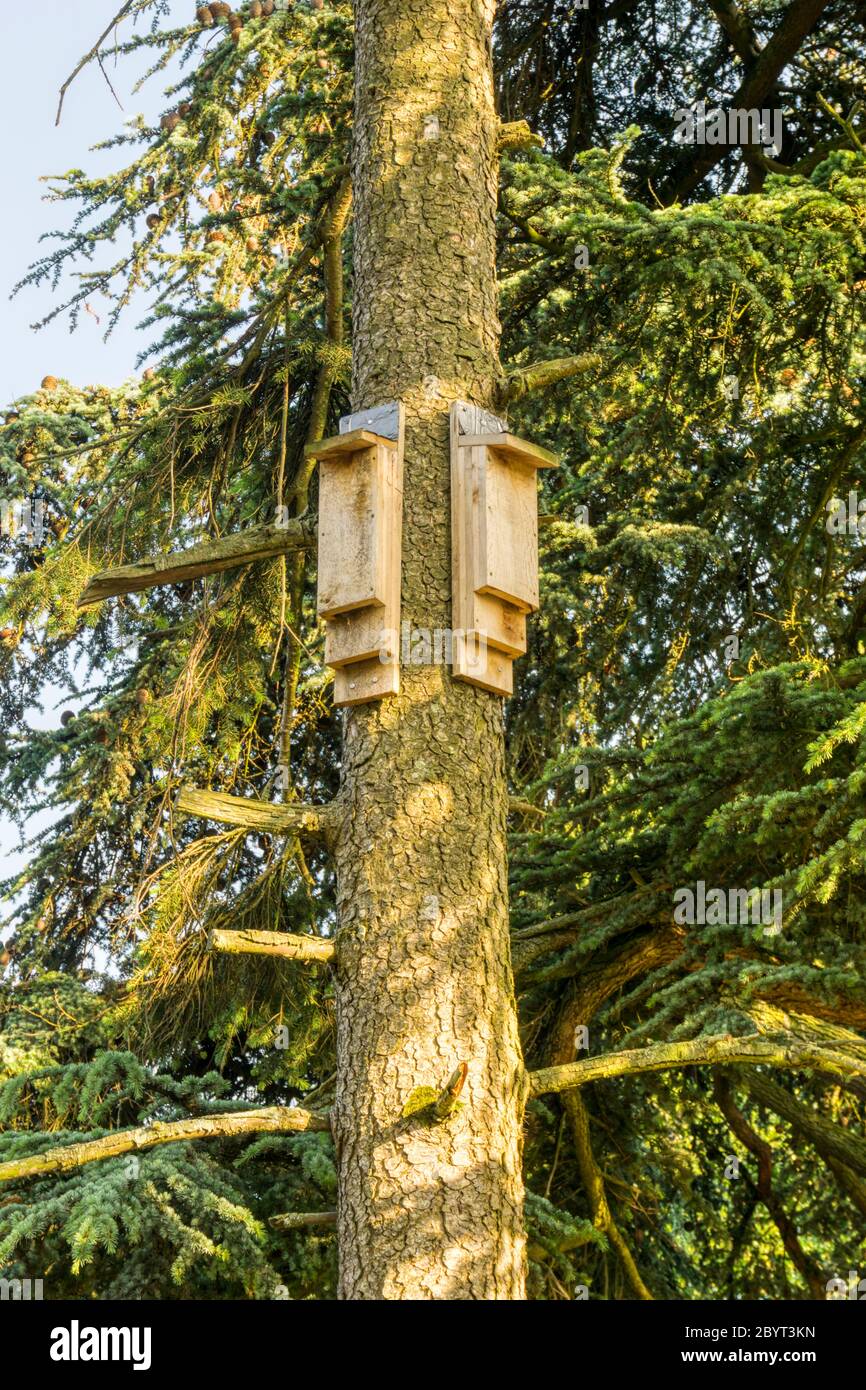 Bat boxes or artificial bat roosts on a conifer tree in Norfolk. Stock Photo
