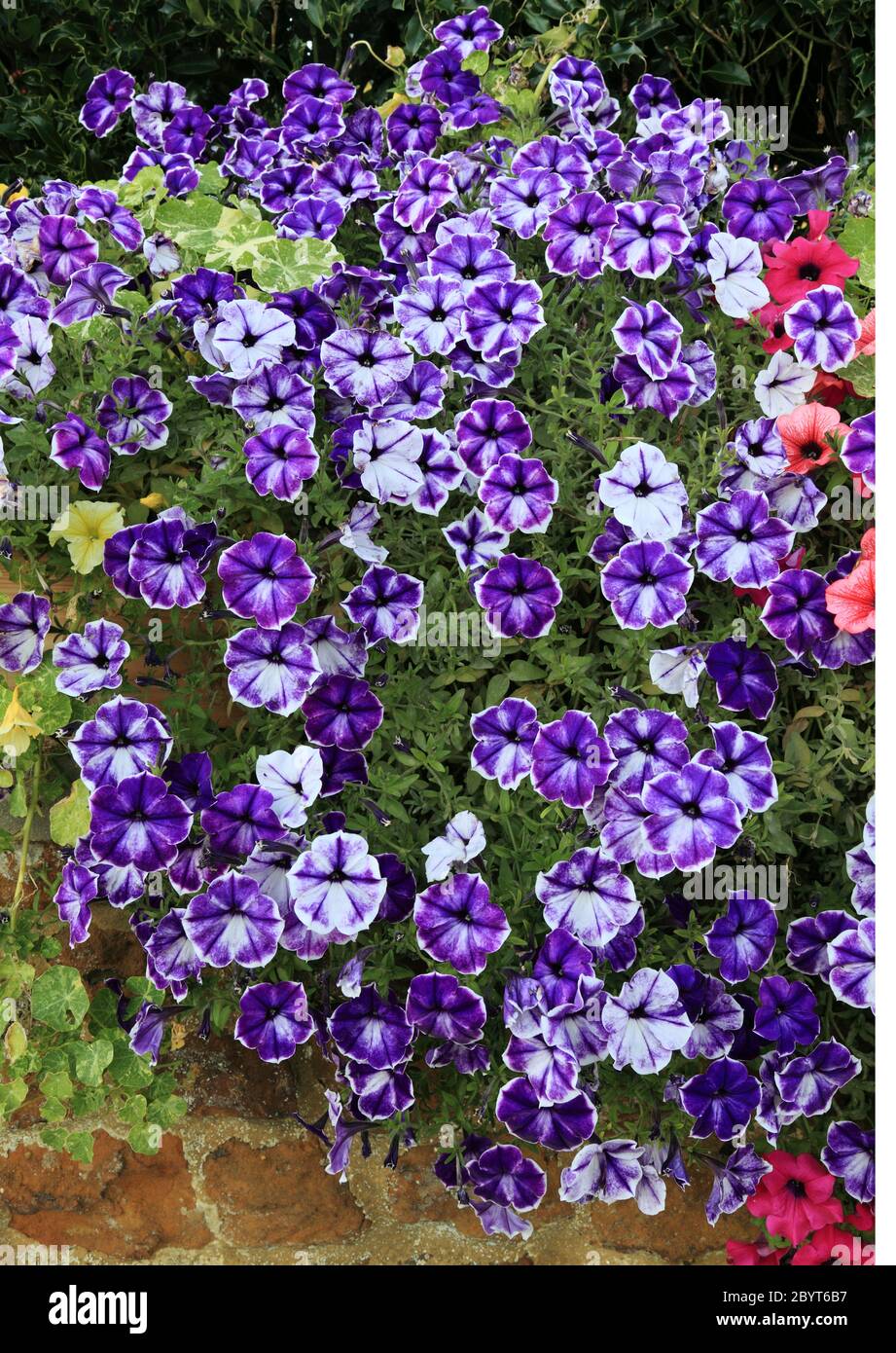 Petunias, overhanging garden wall, purple and white, bedding plants Stock Photo