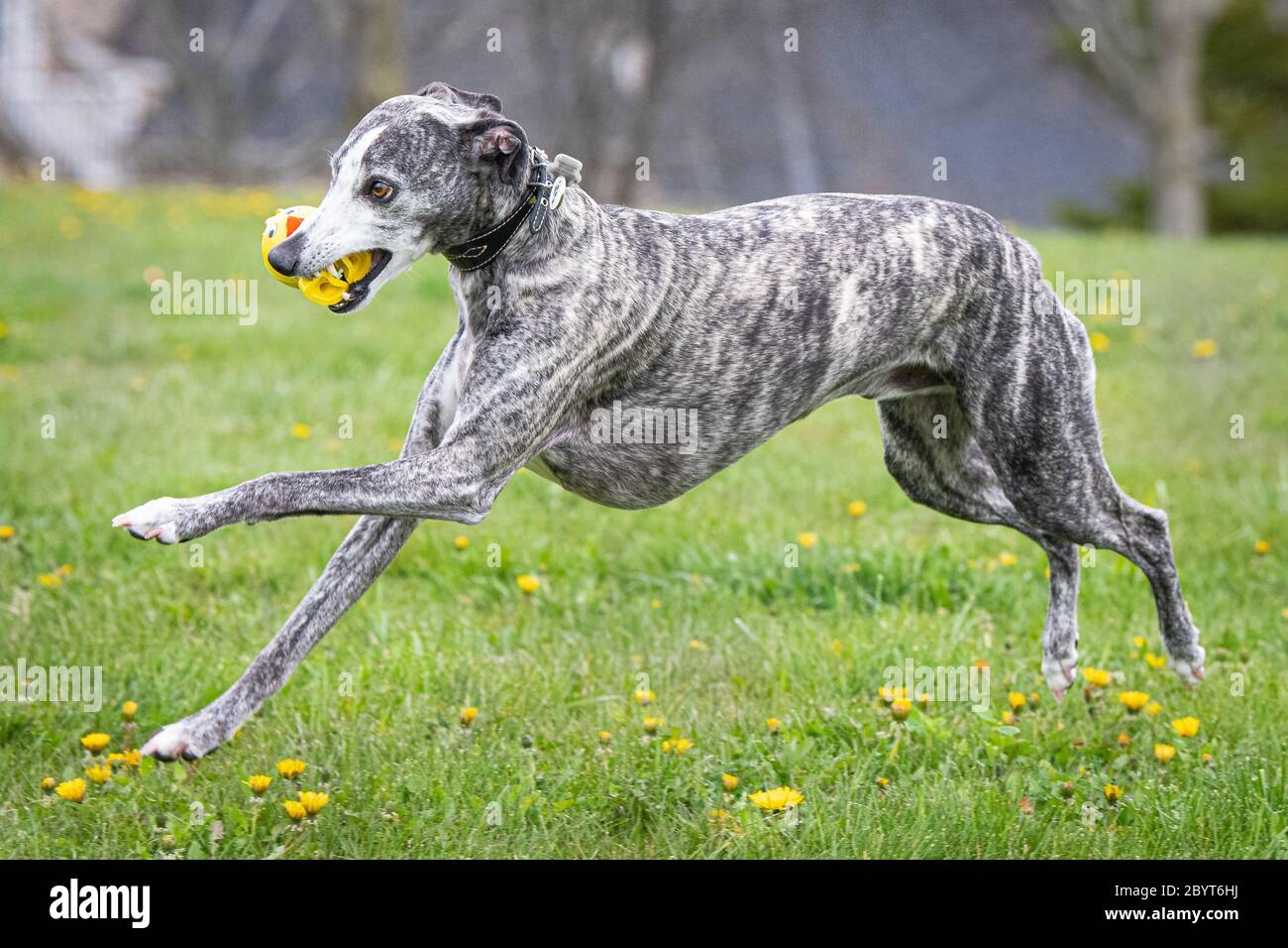 Whippet running in the park Stock Photo Alamy