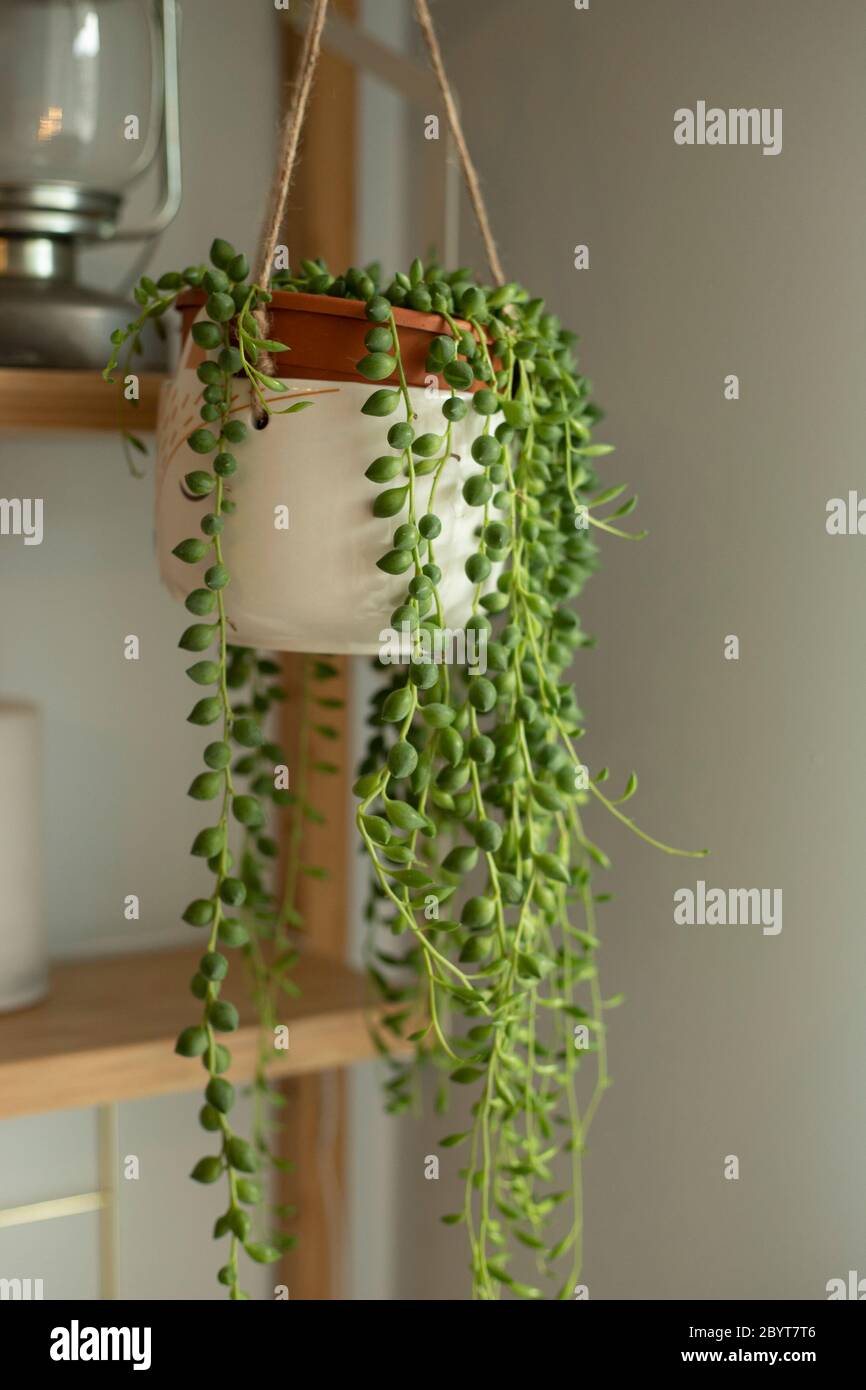 Senecio rowleyanus house Plant in a white hanging pot. String of Pearls plant. Vertical shot. Stock Photo