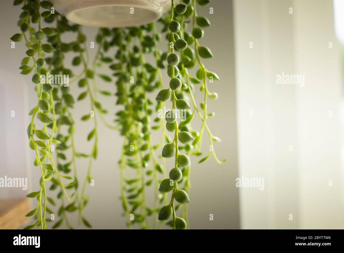 Senecio rowleyanus house Plant leaves detail. String of Pearls rounded leaves plant close up. Copy space. Vertical shot. Stock Photo