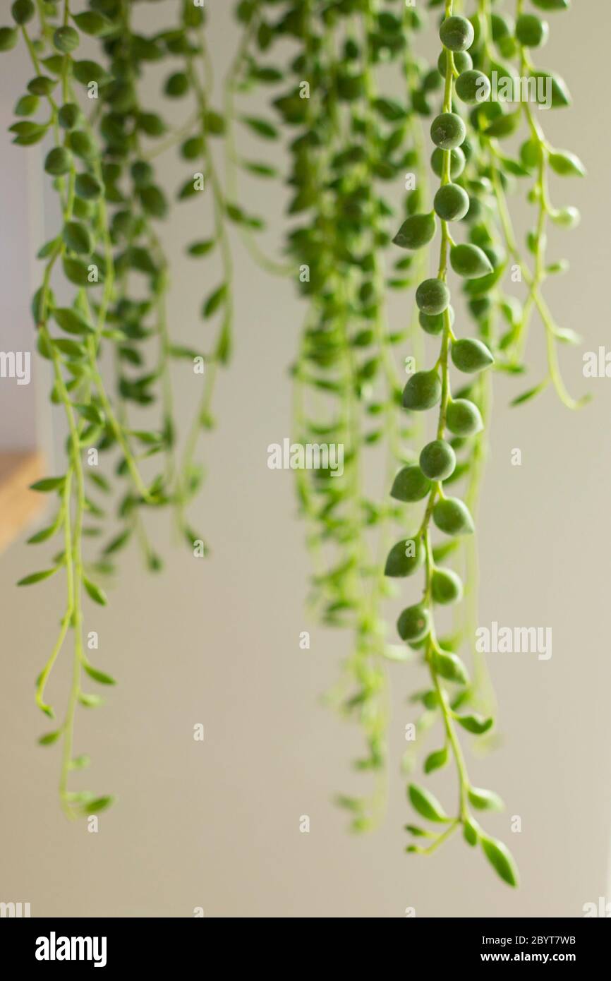 Senecio rowleyanus house Plant leaves detail. String of Pearls rounded leaves plant close up. Copy space. Vertical shot. Stock Photo