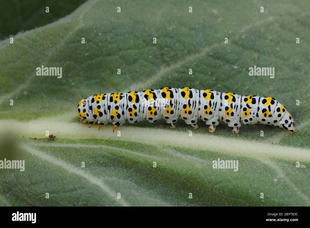 Mullein Moth Caterpillar Stock Photo