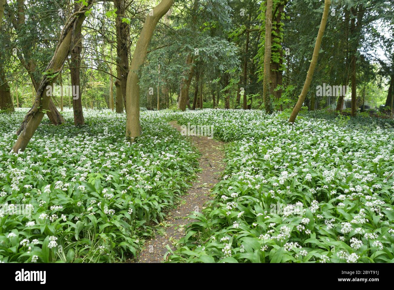 Wild garlic (Allium ursinum) also known as Ransoms carpet the floor of a small wood in spring close to the centre of a town. Somerset. UK Stock Photo