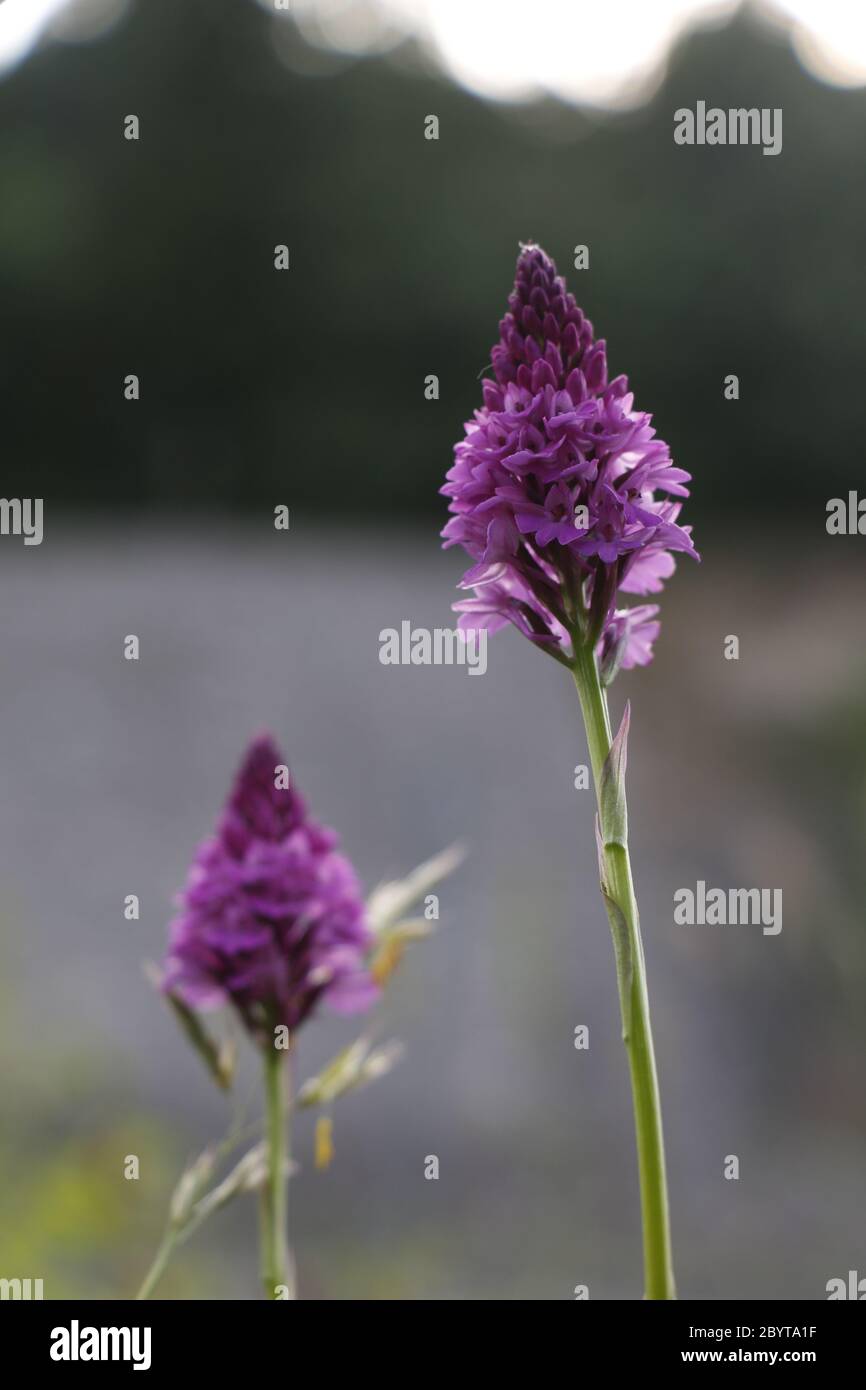 flowers on nature taken up close Stock Photo - Alamy