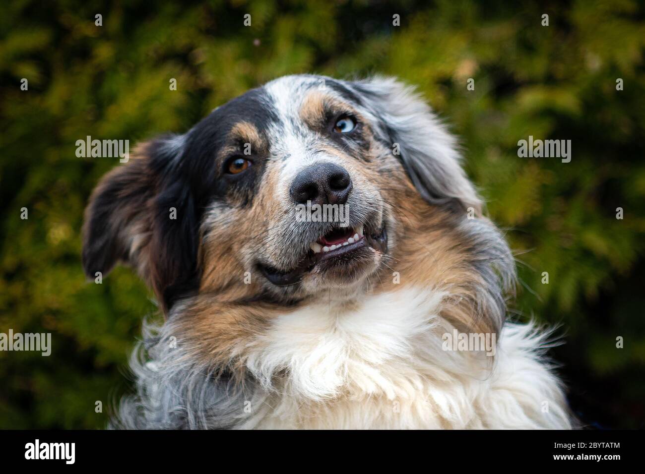 Portrait of an Australian Shepherd Stock Photo - Alamy