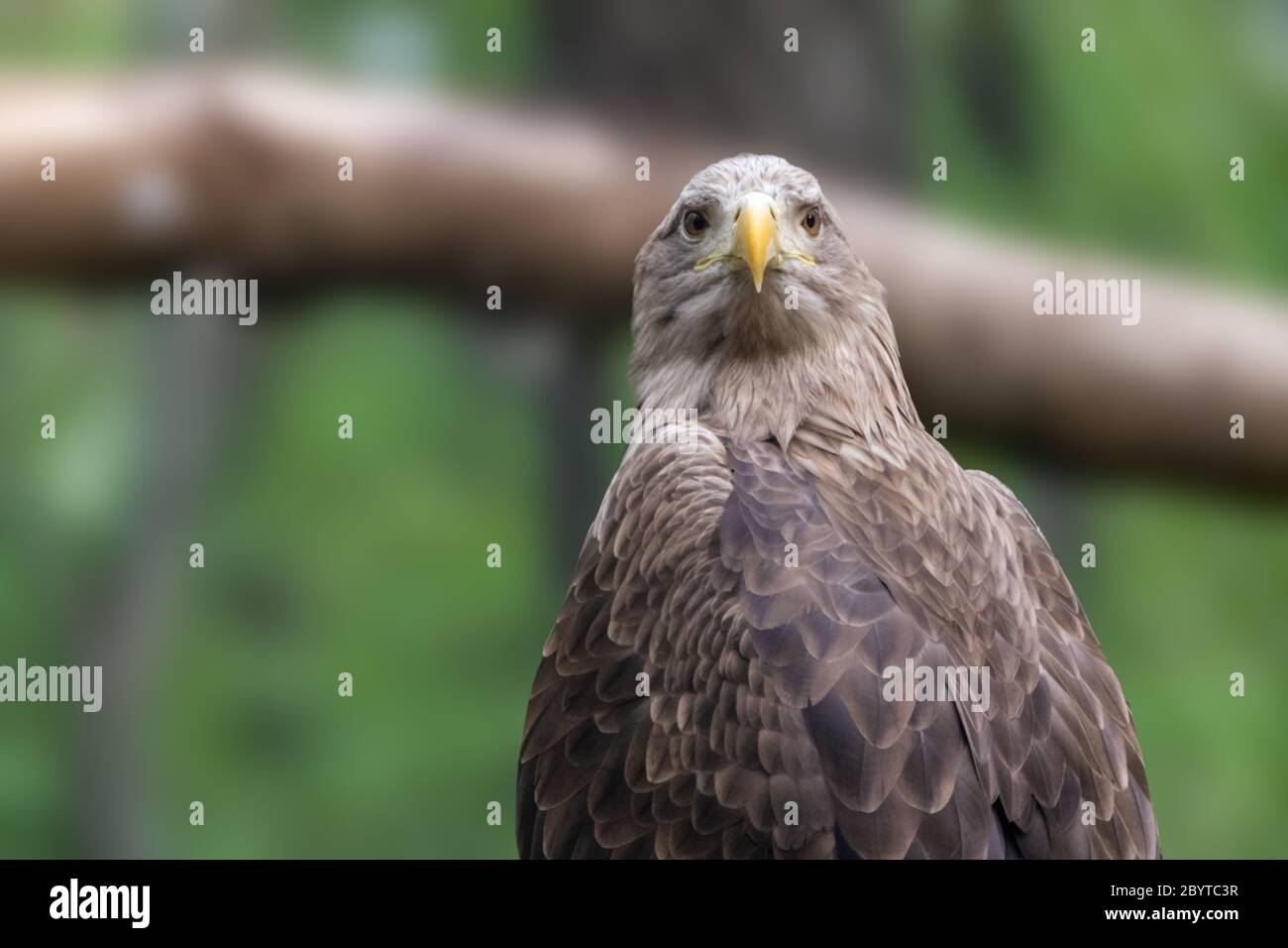 Golden eagle with yellow beak head closeup on blurry natural
