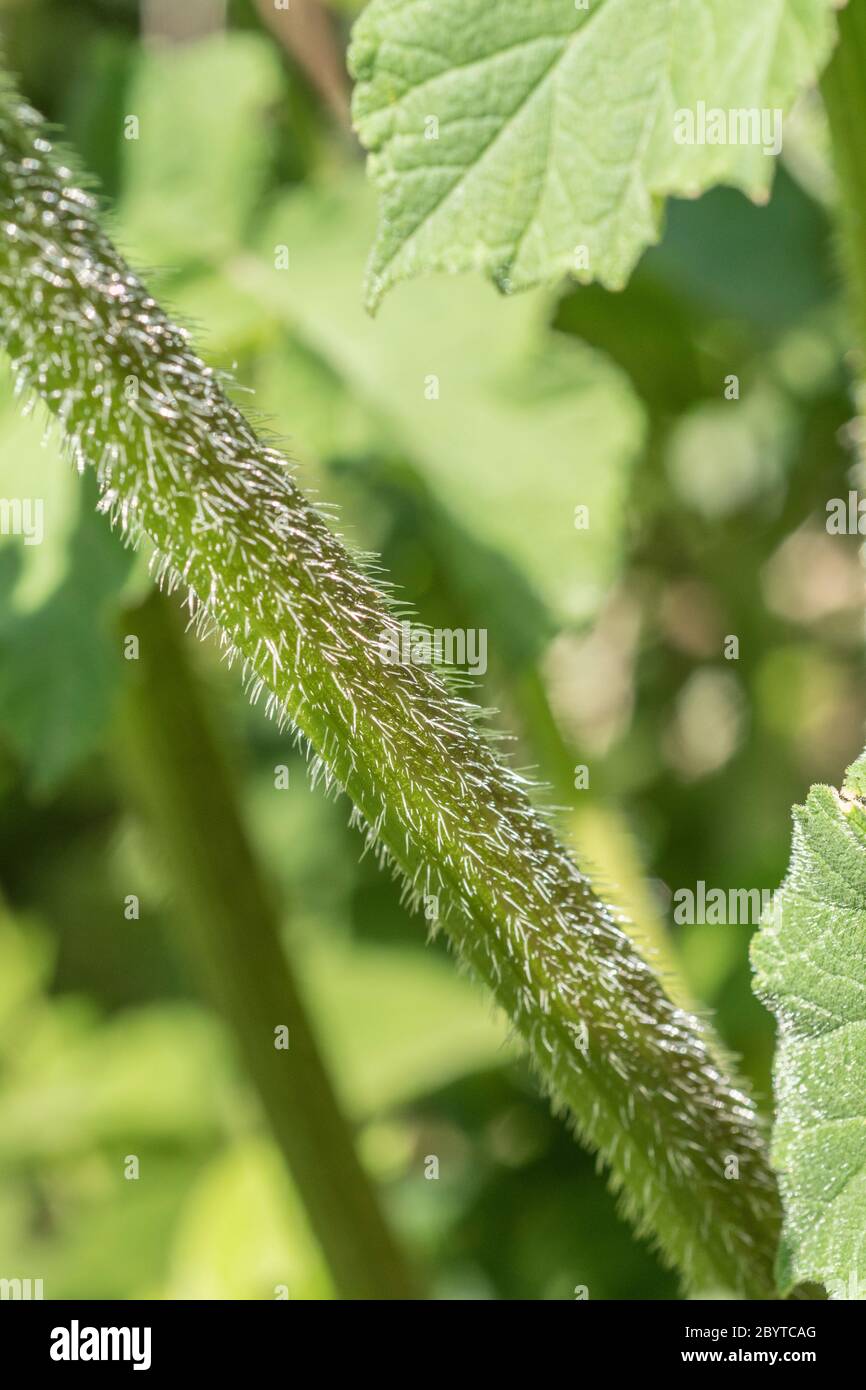 Macro close-up of hairy bristly stem of Hogweed / Cow Parsnip - Heracleum sphondylium in Summer sunlight. The sap blisters skin in sunshine. Stock Photo