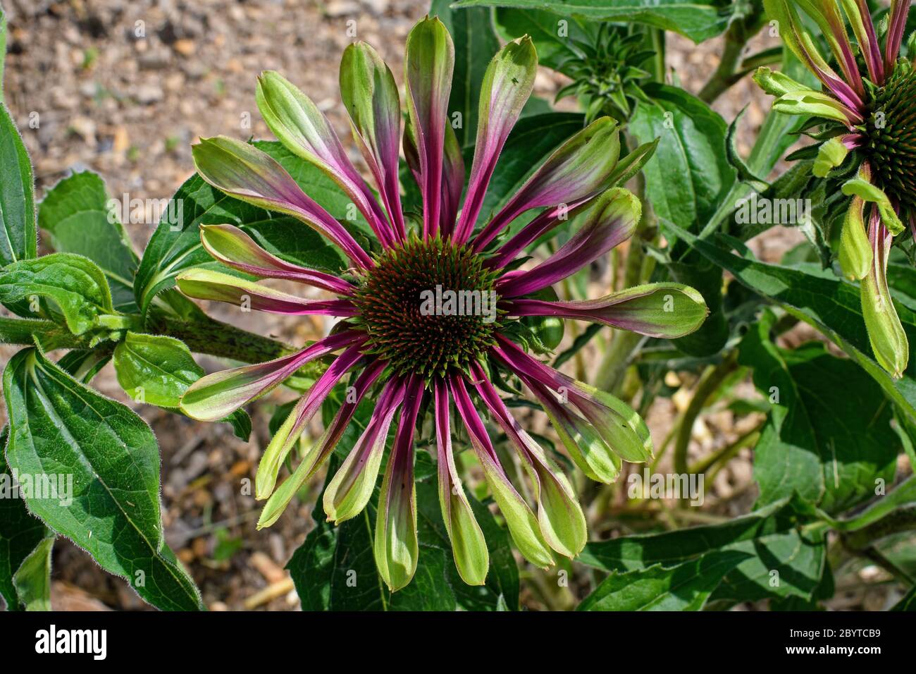 Echinacea flower in garden. It is a genus of herbaceous plants in the daisy family and are known as coneflower. Stock Photo