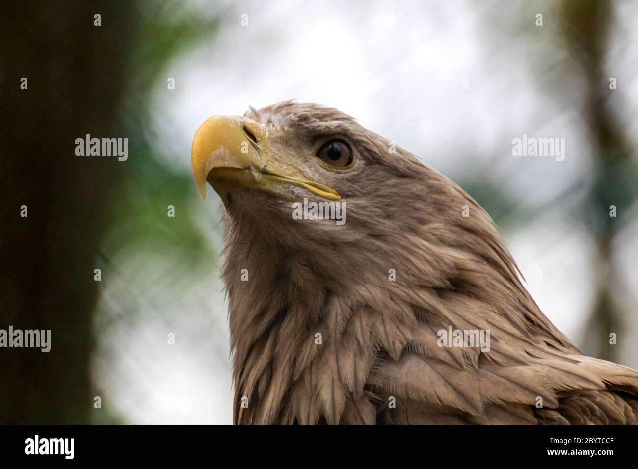 Golden eagle with yellow beak head closeup on blurry natural