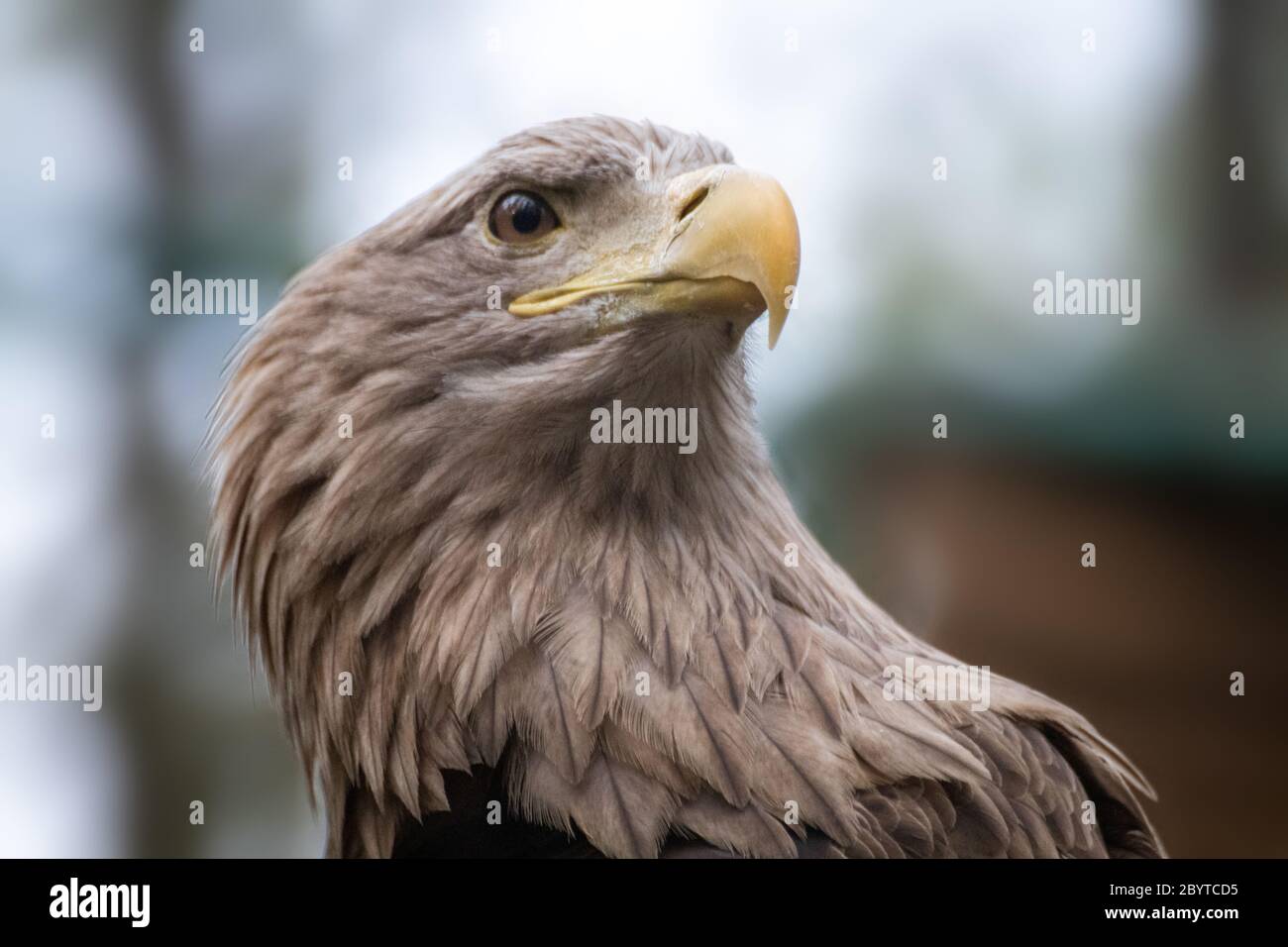 Golden eagle with yellow beak head closeup on blurry natural