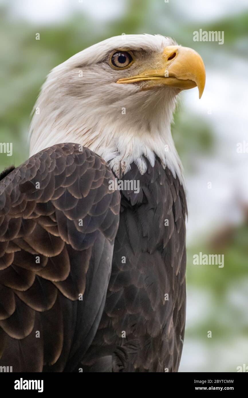 Portrait of a bald eagle head close-up on blurry natural background. Powerful bird in wild life. Vertical Stock Photo