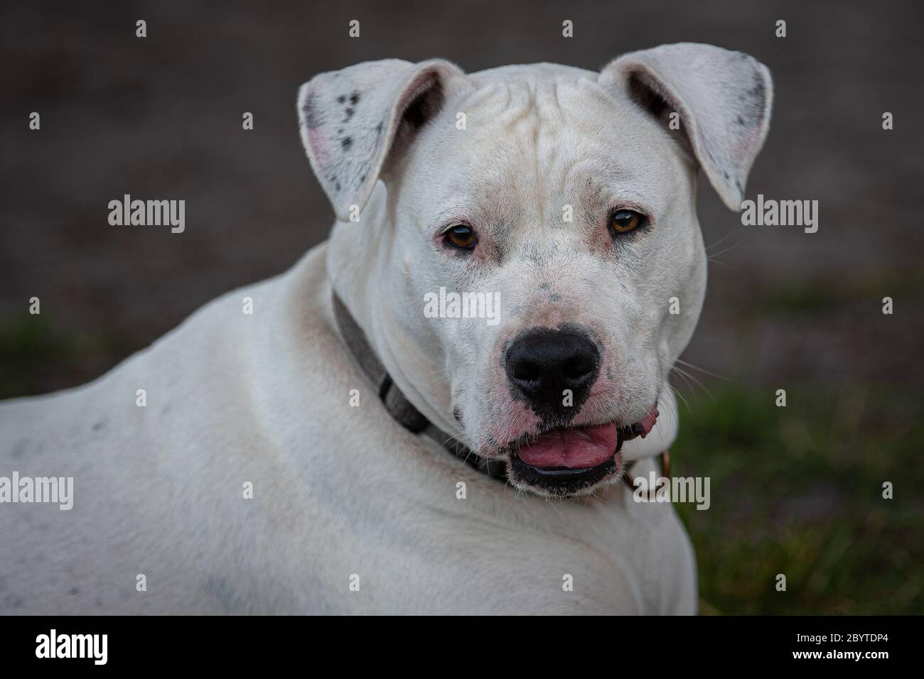 White boxer dog headshot looking back Stock Photo