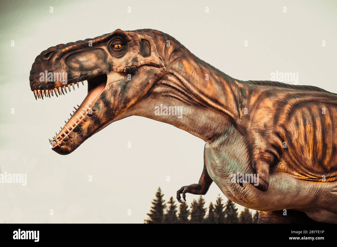 Close up shot  a Tyrannosaurus Rex Stock Photo
