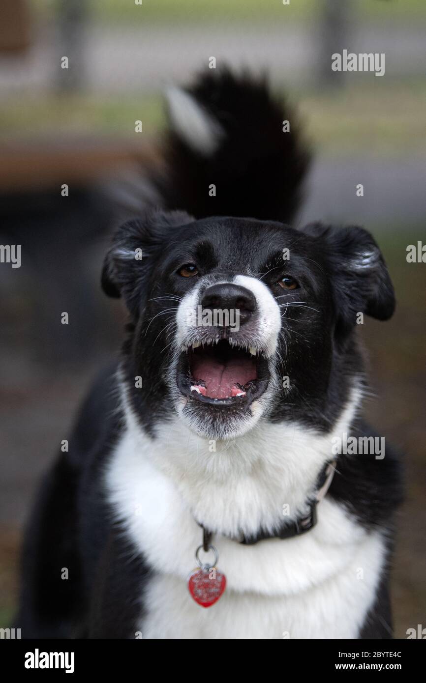 Barking Border Collie Stock Photo Alamy