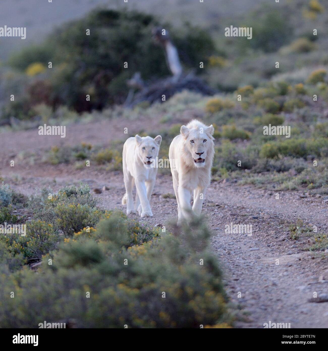 White Lions Stock Photo