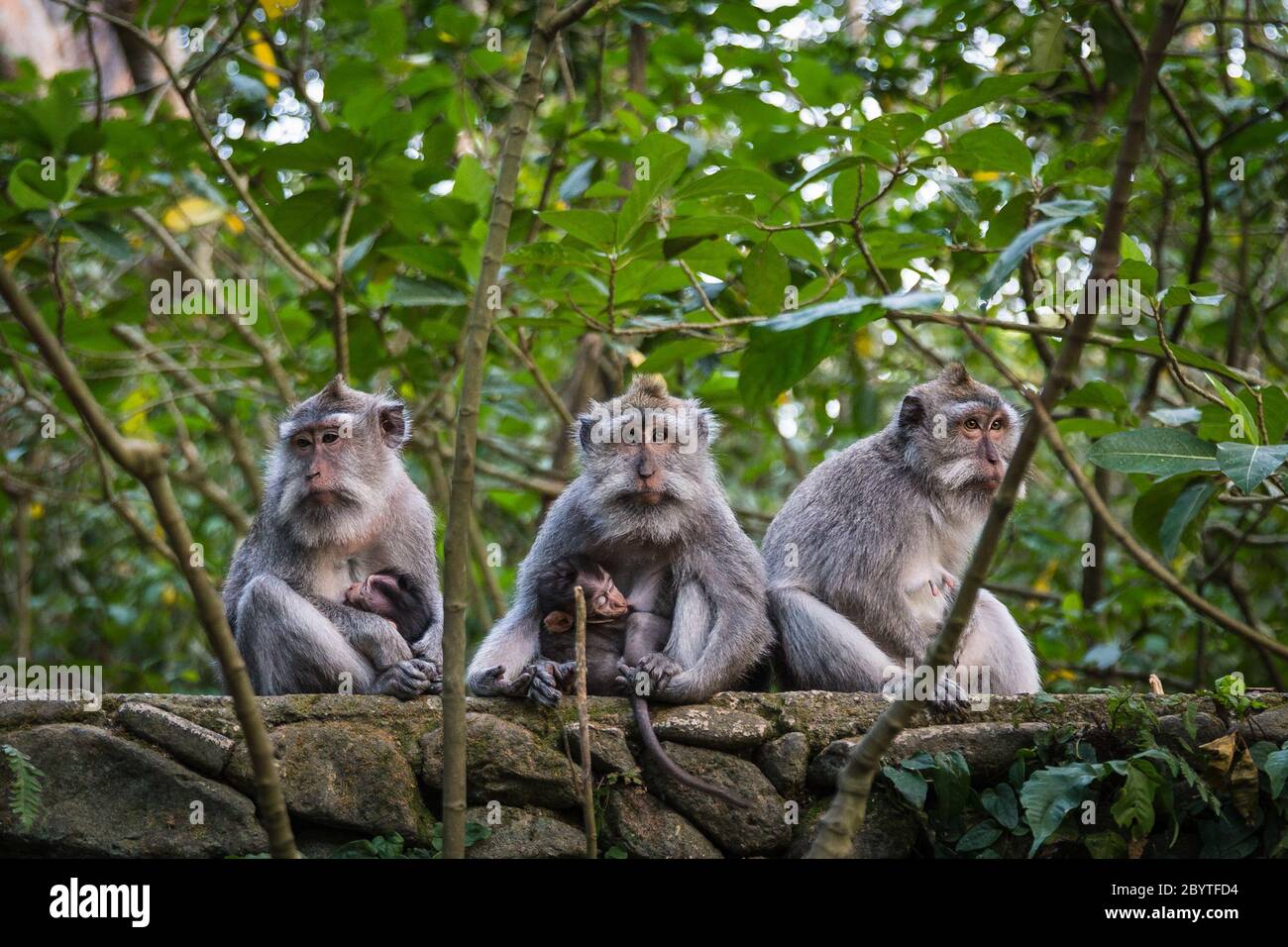 Three mother monkeys sitting together and breastfeeding their babies, UBUD MONKEY FOREST, BALI, INDONESIA Stock Photo