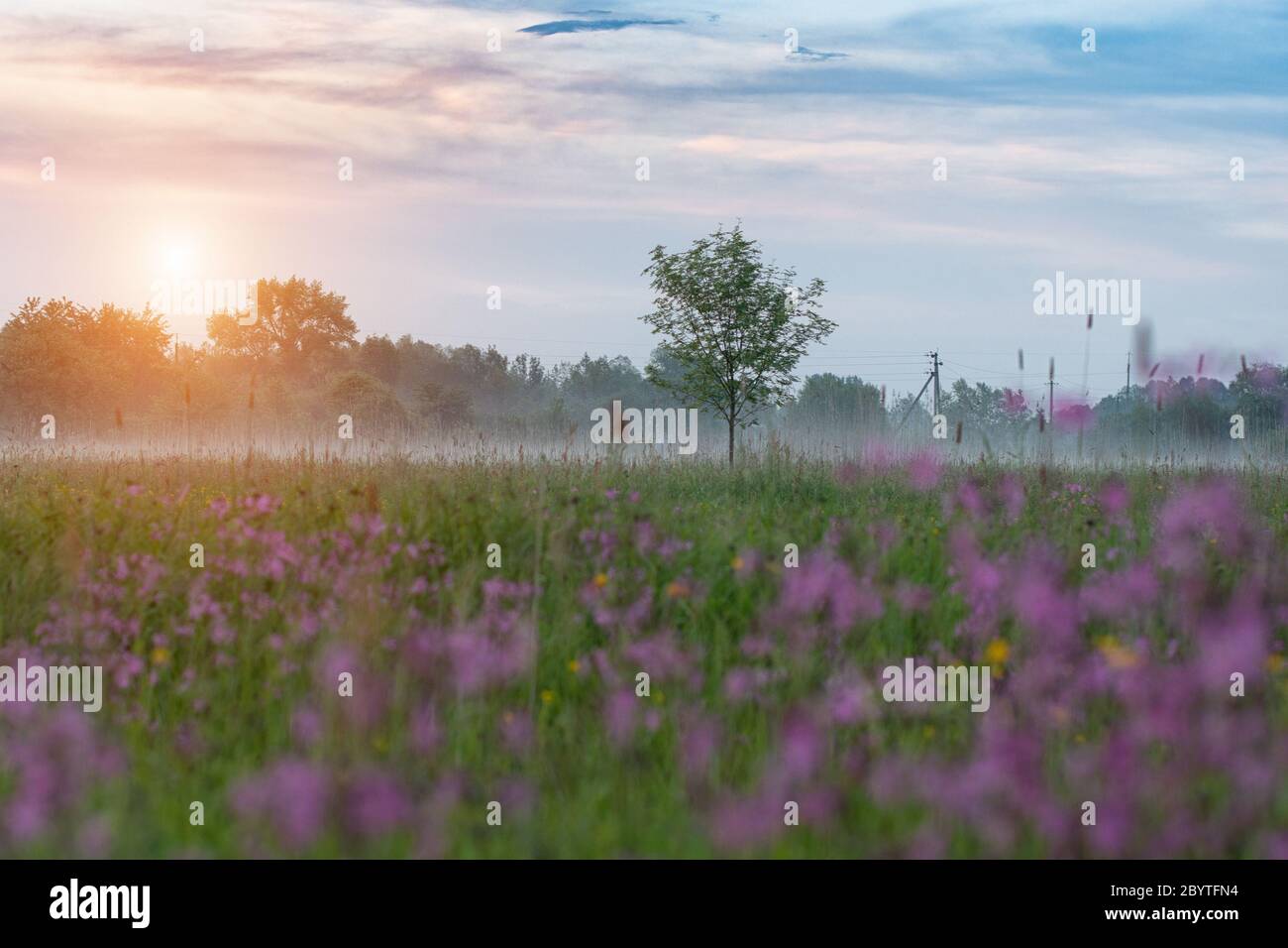 Sunrise on a field covered with flowering flowers in spring or early summer season with fog, cloudy sky and trees on a background in morning. Landscap Stock Photo