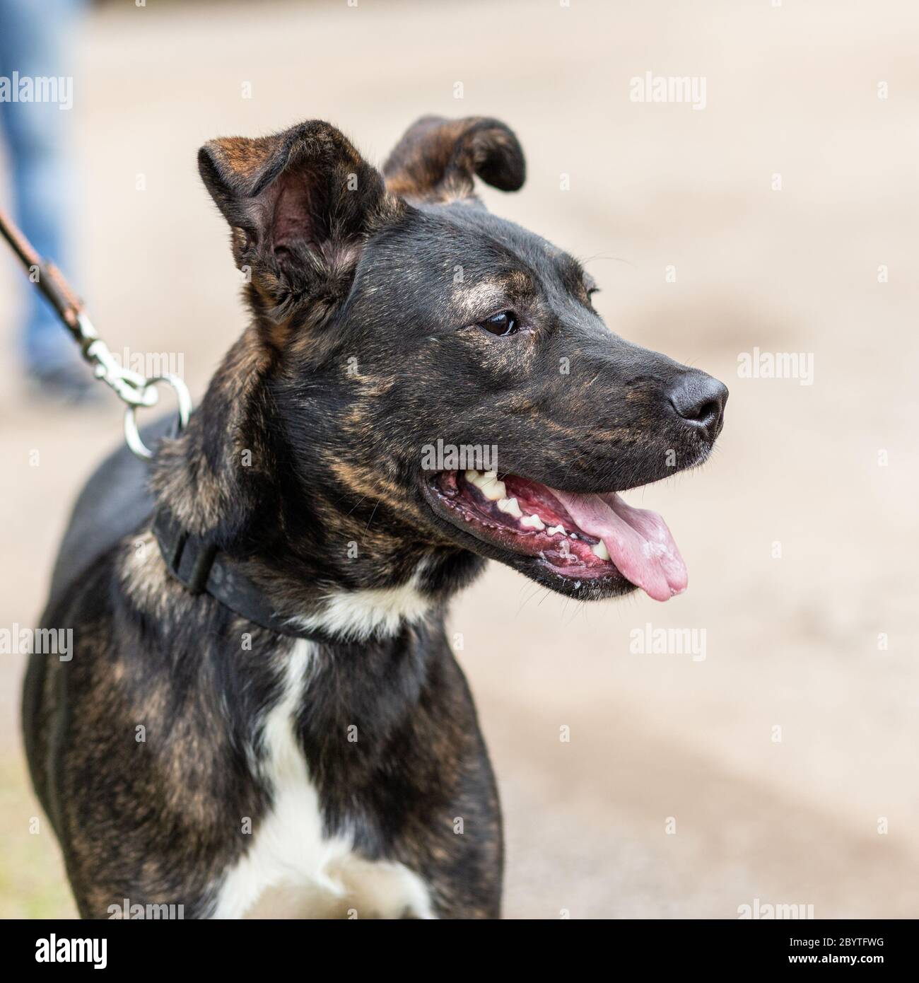 Black dog white chest hires stock photography and images Alamy
