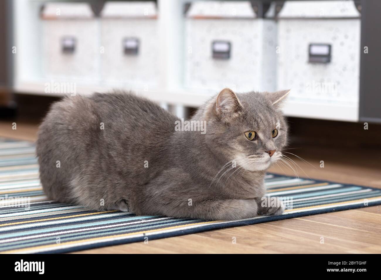 The gray cat rests quietly on the striped carpet Stock Photo