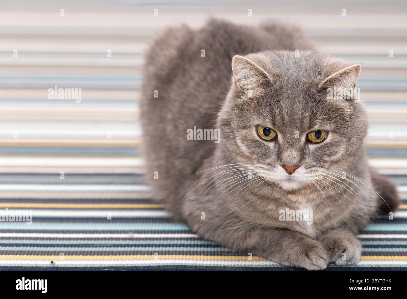 The gray cat rests quietly on the striped carpet Stock Photo