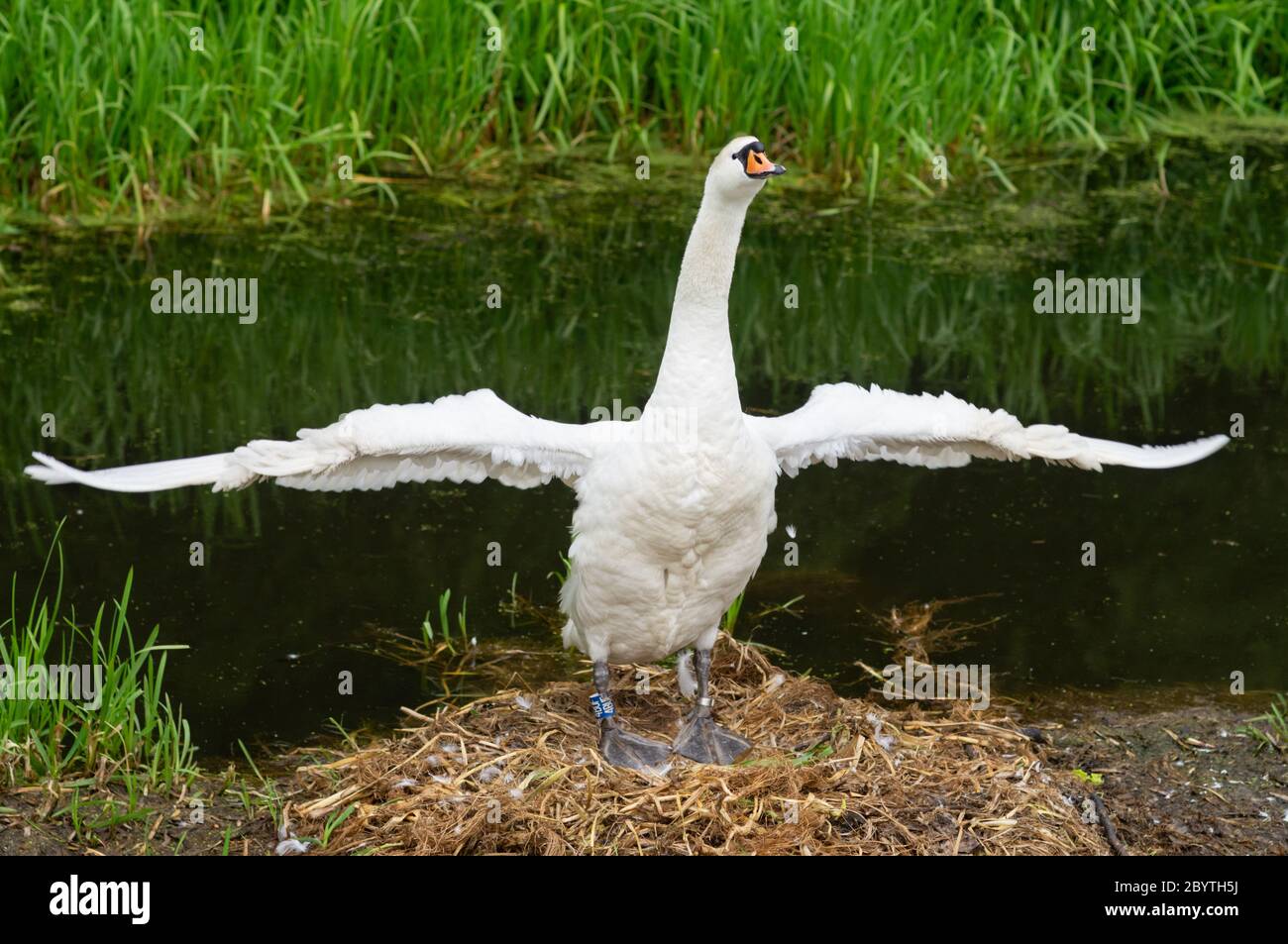 White mute swan Cygnus olor female or pen spreading wings while standing on nest after preening her feathers - majestic flap wings preen care clean Stock Photo
