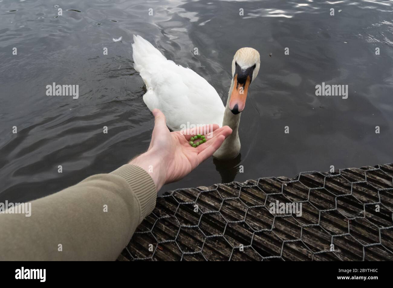 Person with outstretched hand offering peas to a mute swan, a healthier alternative to bread - feed, eat, eating, human interaction with animals Stock Photo