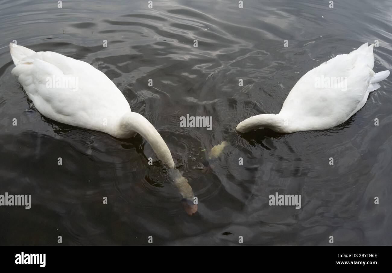 Pair of mute swans Cygnus olor diving for peas, a healthier alternative to bread - feed, feeding, eat, eating, human interaction with animals Stock Photo