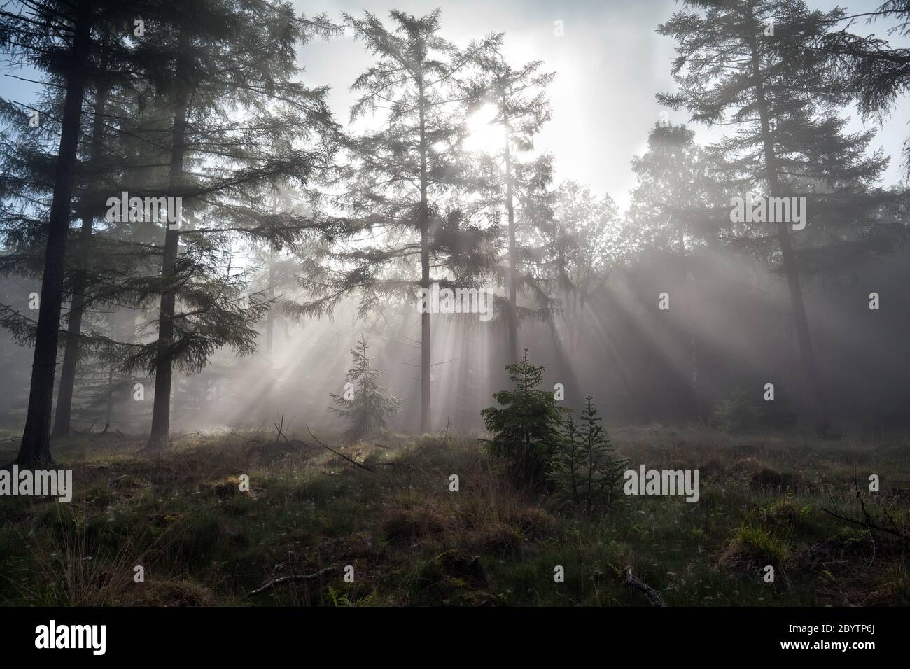 Misty sunbeams in wild hi-res stock photography and images - Alamy