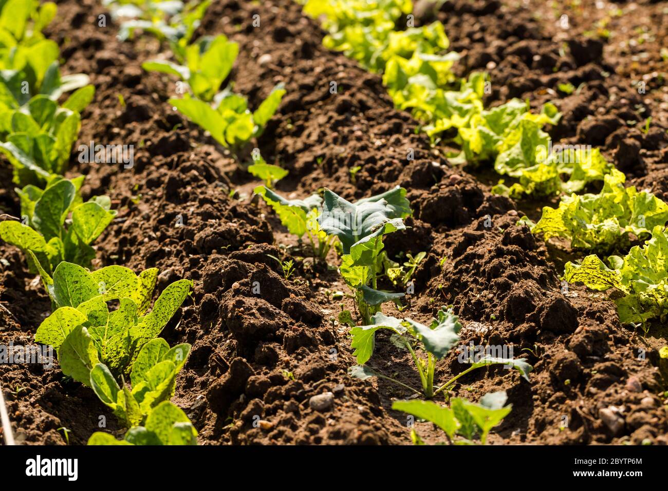 Community garden Stock Photo