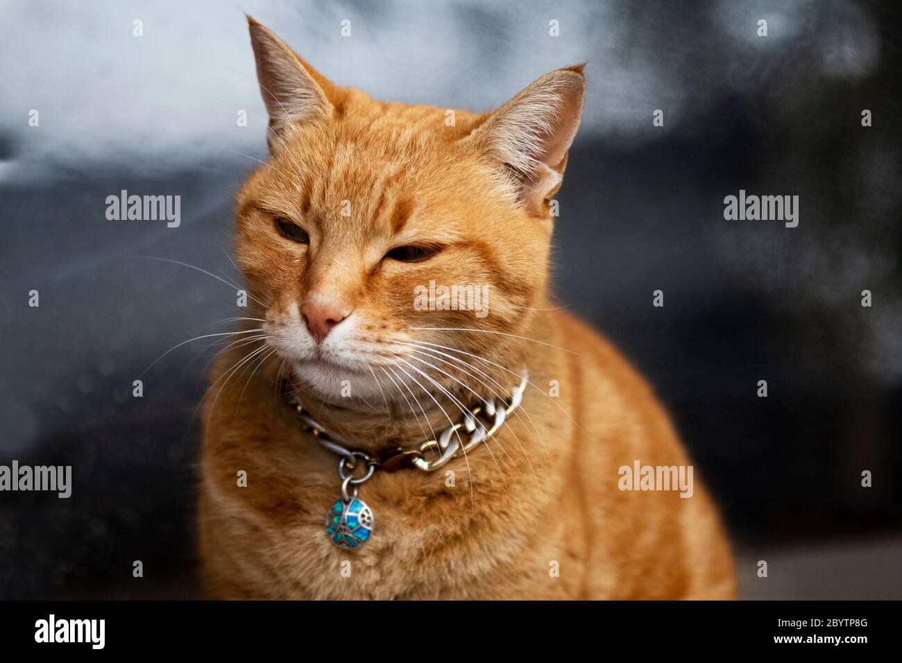Portrait of a Ginger kitten with collar. Stock Photo