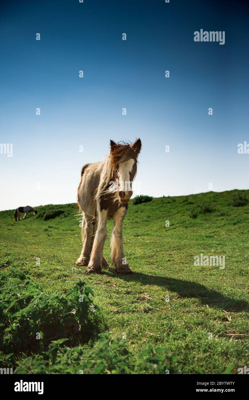 wild palamino young foal horse alone in green field with blue sky Stock Photo